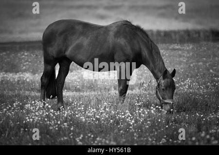 A Horse grazing n a field in Cheshire Stock Photo