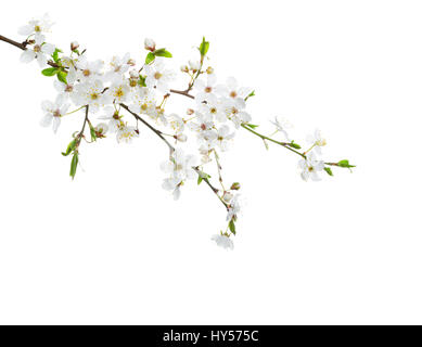 Cherry in blossom isolated on white  background. Stock Photo