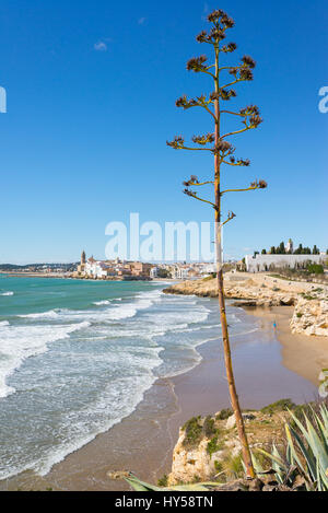 Huge agave fruit, beach and rocky coast with view of the beautiful town of Sitges, Spain. Stock Photo