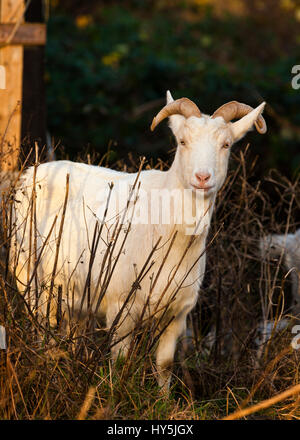 Billy-goat between shrubs at dusk Stock Photo