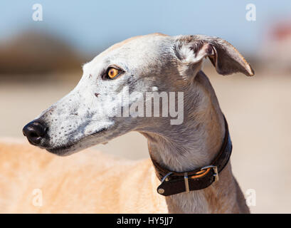 Outdoor portrait of Galgo Español or Spanish Greyhound Stock Photo