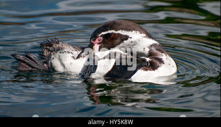 Humboldts Penguin swimming and preening Stock Photo