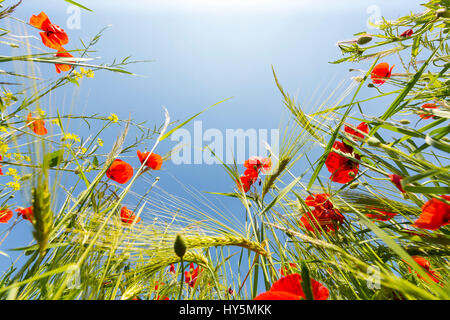 Grain field with rye (Secale cereale) and poppy (Papaver), view from below, blue sky, Radebeul, Saxony, Germany Stock Photo