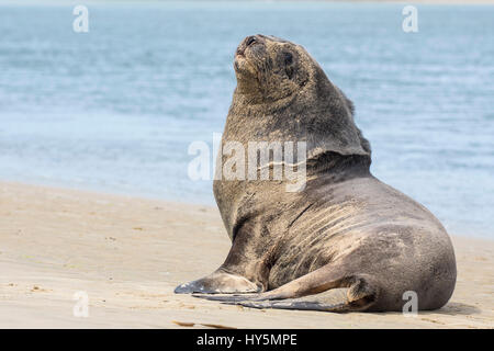 New Zealand sea lion (Phocarctos hookeri), adult bull on the beach, Surat Bay, Catlins, Southland, New Zealand Stock Photo