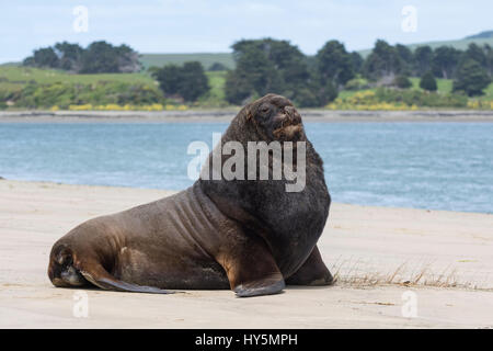 New Zealand sea lion (Phocarctos hookeri), adult bull on the beach, Surat Bay, Catlins, Southland, New Zealand Stock Photo