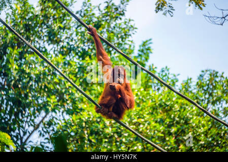 Borneo orangutan (Pongo pygmaeus) sitting on a rope, captive, Singapore zoo, Singapore Stock Photo