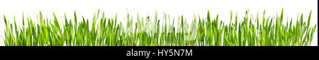 Perfect Grass Isolated - Spring Border Stock Photo