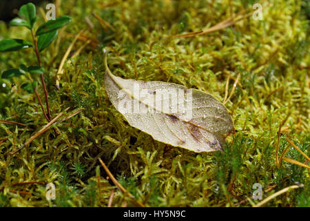 Autumn leaf lying on moss covered with raindrops Stock Photo