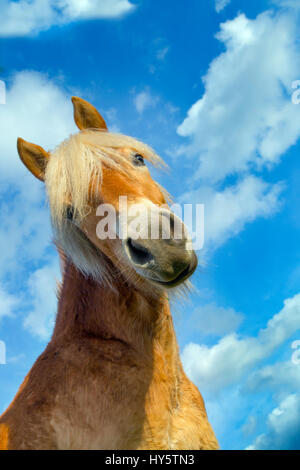 Haflinger horse portrait against the sky Stock Photo
