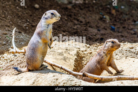 Prairie dogs watching out and playing together Stock Photo