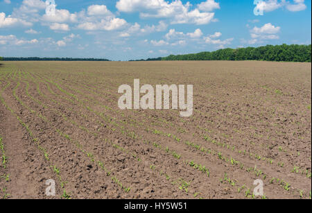 Agricultural field with rows of young maize sprouts at spring season in Ukraine Stock Photo