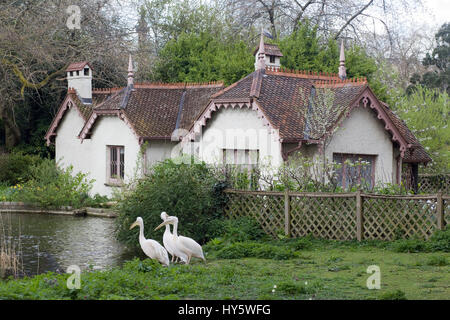 Louis, Vaclav and Gargi,  St. James's Park's famous resident pelicans Stock Photo