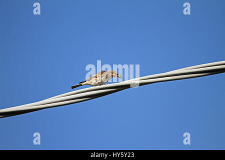 Spotted flycatcher female close up Latin name muscicapa striata vulnerable status perched on a wire eating a green shield bug Latin name palomena viri Stock Photo