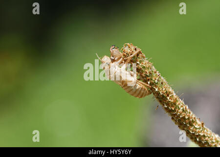 empty cicada orni shell or casing from moulted cicada insect on grass or reed in Italy Latin name hemiptera cicadidae with a green eye Stock Photo