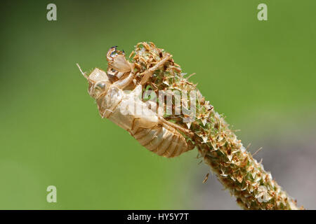 empty cicada orni shell or casing from moulted cicada insect on grass or reed in Italy Latin name hemiptera cicadidae with a green eye Stock Photo