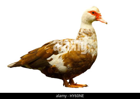 colorful domestic duck isolated over white background, full length of Cairina moschata Stock Photo