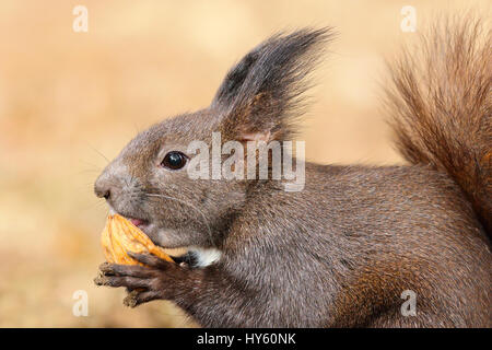 cute hungry european red squirrel eating walnut ( Sciurus vulgaris, wild animal ) Stock Photo