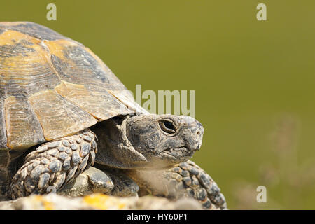 greek turtoise portrait or spur-thighed tortoise ( Testudo graeca ) over green out of focus background; this animal from the wild was just hatched fro Stock Photo