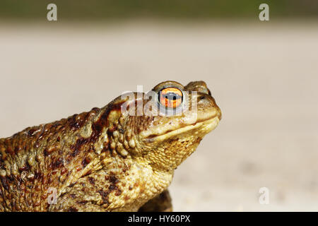 portrait of tiny common toad ( Bufo ), side view Stock Photo