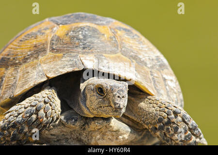 Testudo graeca close up over green background, portrait of wild spur-thighed tortois just hatched from hibernation Stock Photo