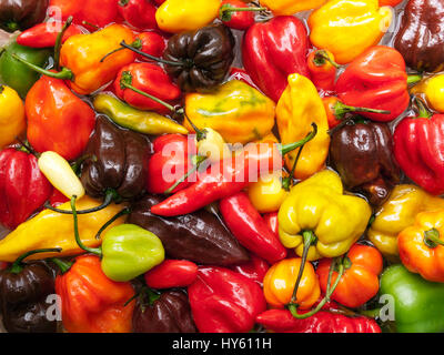 Closeup view of several species of hottest chili peppers. Stock Photo