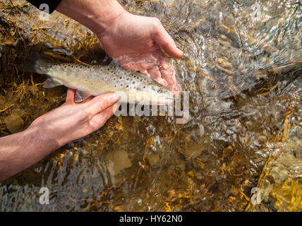 Freshly caught small brown trout (Salmo trutta fario) held in fisherman's hands before releasing it in a clean stream. Stock Photo