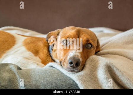 Relaxing mixed breed dog on a blanket Stock Photo