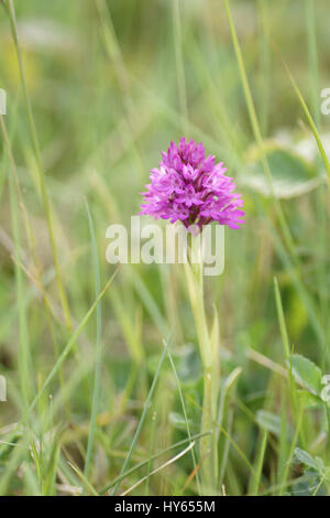 Anacamptis pyrimidalis (Pyramidal orchid) Stock Photo