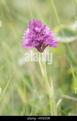 Anacamptis pyrimidalis (Pyramidal orchid) Stock Photo