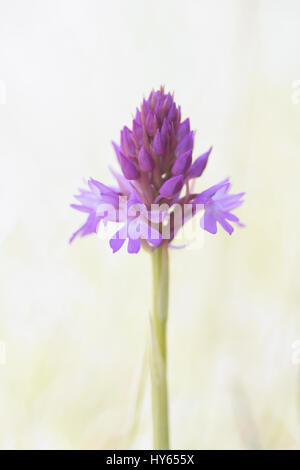 Anacamptis pyrimidalis (Pyramidal orchid) Stock Photo