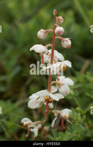 Pyrola rotundifolia Stock Photo