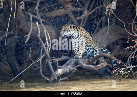 Young jaguar (Panthera onca) on a branch over Cuiaba river, Pantanal, Mato Grosso State, Brazil Stock Photo