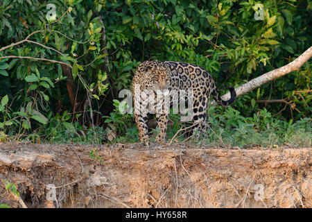 Male jaguar (Panthera onca) on riverbank, Cuiaba river, Pantanal, Mato Grosso State, Brazil Stock Photo