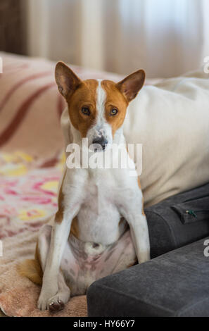 Portrait of Basenji dog nodding on a sofa in sitting pose Stock Photo ...