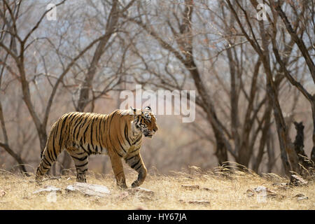 Lone Royal Bengal tiger walking in the dry deciduous forests of Ranthambore national park of India, in the hot summers Stock Photo