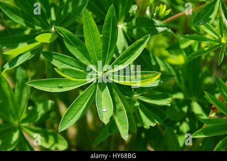 Lupine leafs close up with glimmering water drops on the surface Stock Photo