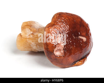 Wet porcini isolated on white background Stock Photo