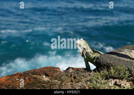Green (American) Iguana standing on the cliff rock with blue sea water as a background Stock Photo
