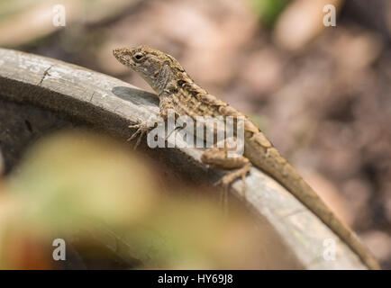 Cuban Brown Anole.  The Brown Anole is an invasive species, pushing out the green anole from it's territory. Stock Photo