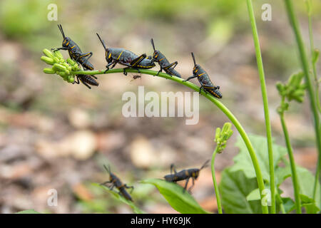 Eastern lubber grasshopper larva feeding on ragwort weed Stock Photo