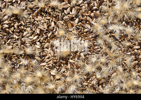 seeds of the milk thistle (blessed milk thistle,silybum marianum) Stock Photo