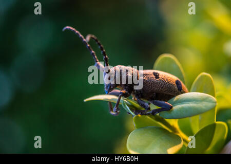 Brown beetle on leaf macro shot in color. Stock Photo