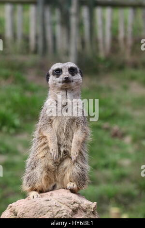I'm still standing - Meerkat, suricata suricata,  at west Midlands safari park Stock Photo