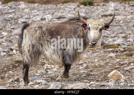 Domestic yak in the Himalaya mountains, Nepal Stock Photo