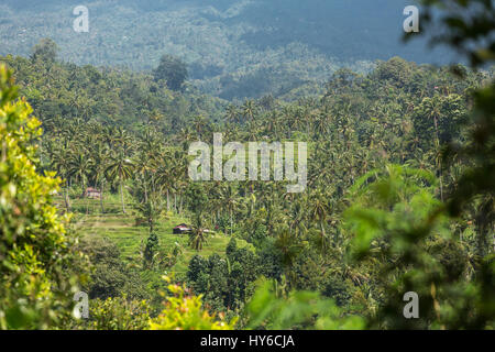 Rural landscape with palm tree plantation in Bali, Indonesia Stock Photo