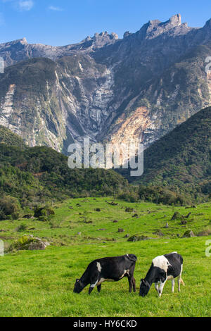 Rural landscape with grazing cows and Kinabalu mountain at background in Kundasang, Sabah, Borneo, Malaysia Stock Photo