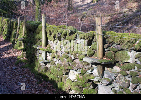 Moss covered dry stone wall with integral post supports and wire netting Stock Photo
