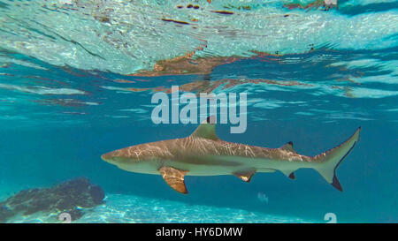Swimming with sharks and Stingrays,Tiahura, Moorea, French Polynesia Stock Photo