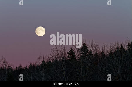 Twilight moon over forest near lake Skorrigorrivatnet, Norway Stock Photo