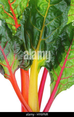 Swiss chard Stock Photo